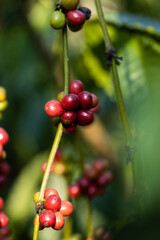 harvesting coffee berries by agriculture. Coffee beans ripening on the tree in North of Thailand