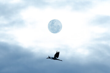 Bird flying on sky with moon and cloud.