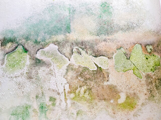 A patch of dispersed fungal algae or moss grows on an old plaster facade cement wall, Mould and...