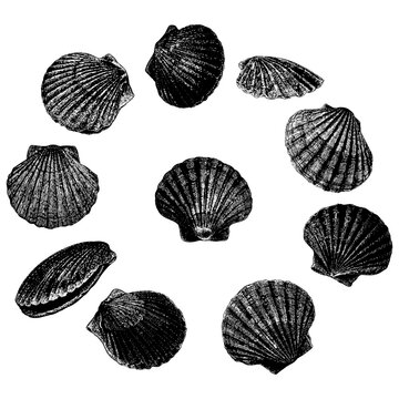 Scallops hand drawing vector isolated on background.