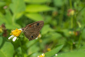 butterfly on a flower