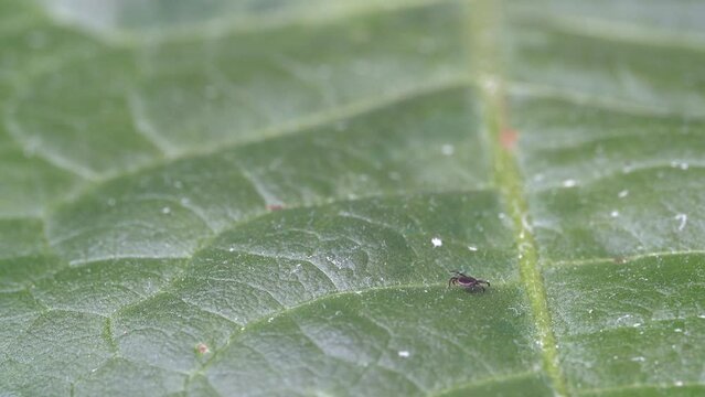 Tiny tick on broad green leaf turns slowly - looking for host to suck blood - Parasitic mite insect in its natural habitat
