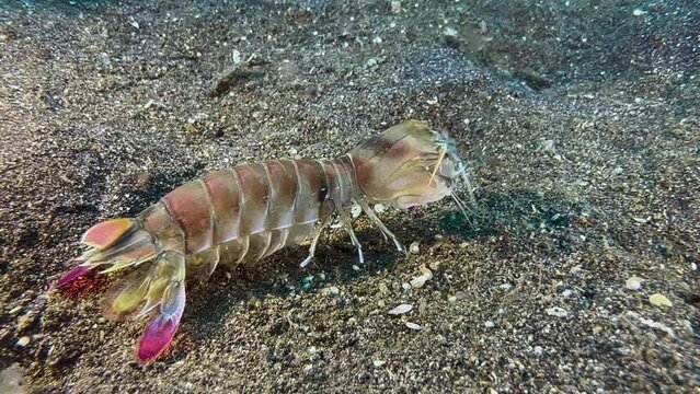 Pink-eared Mantis shrimp outside its burrow. Walks over sandy ground, touches stalk eyes with its antennae and turns around.