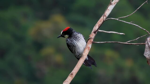 A gorgeous colorful Acorn Woodpecker bird (Melanerpes formicivorus) on a branch, staying for a while, then flying away. Slow motion closeup detail shot.