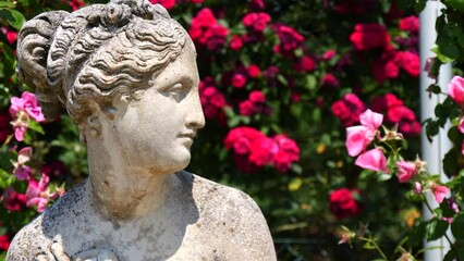 Baden Baden, Germany - June 11, 2023: A beautiful statue in the ancient Greek style against the background of wildly blooming pink roses in the park of the Batanchi garden