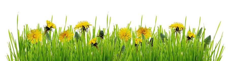 Green grass and yellow flowers of dandelion isolated on white or transparent background