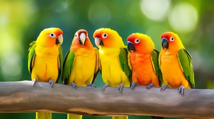 Foto op Plexiglas pair of parrots © James