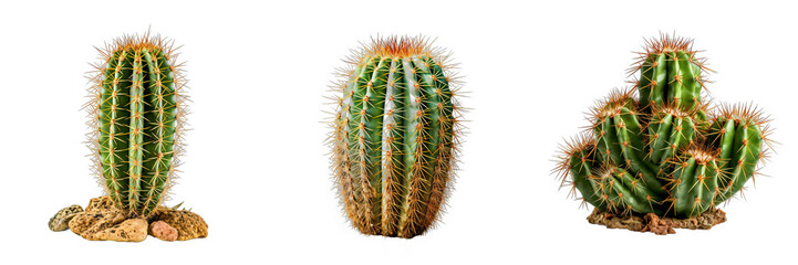 Prickly Cactus isolated on white background.  PNG set transparent