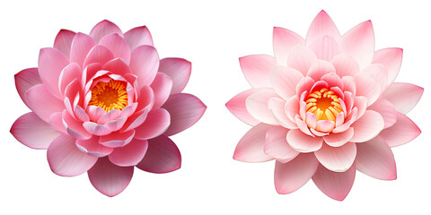 Coconut isolated on white background. PNG set transparent