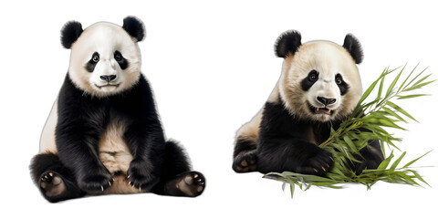 Playful Panda isolated on white background. Transparent background
