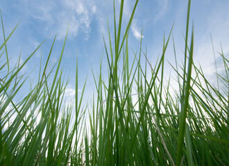 Fototapeta premium Green grass and blue sky with clouds