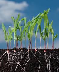 Growing plant with underground root visible in soil and sky nature background,sprouts of corn