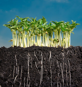 Growing plant with underground root visible in soil and sky nature background,Fresh green soybean plants