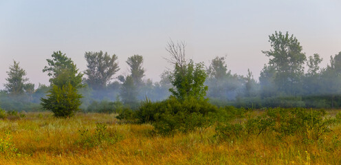 wide summer forest glade in mist, early morning natural landscape