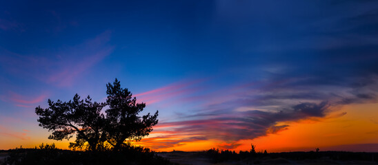 Fototapeta na wymiar alone pine tree silhouette on cloudy sky background at the dramatic twilight