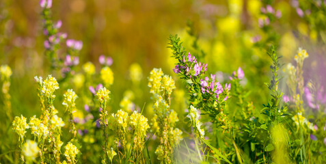 closeup wild flowers in prairie, summer natural background