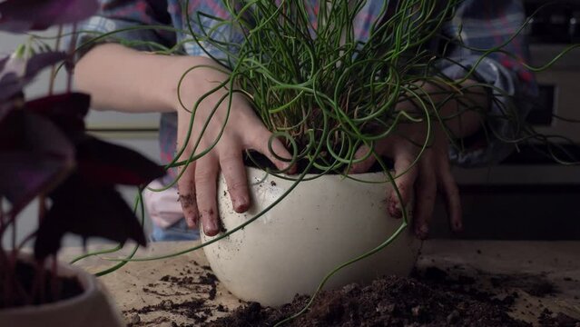 The girl transplants a flower into a new pot