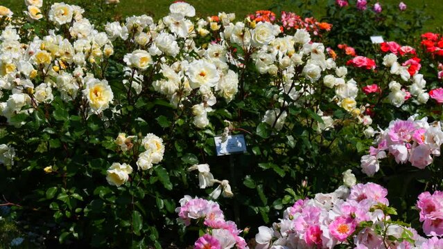 An incredible number of beautiful and varied multi colored blooming roses in the park botanical garden on a summer day