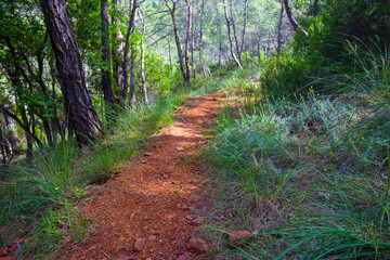 red ground road through the forest, summer travel background