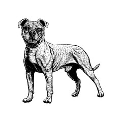 Valley Bulldog hand drawing vector isolated on background.