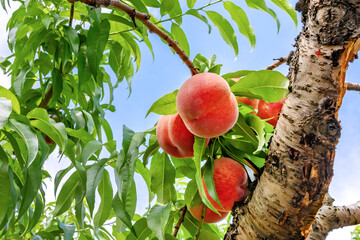山梨県笛吹市　桃農園