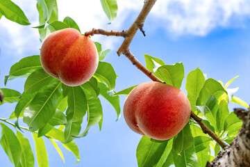 山梨県笛吹市　桃農園