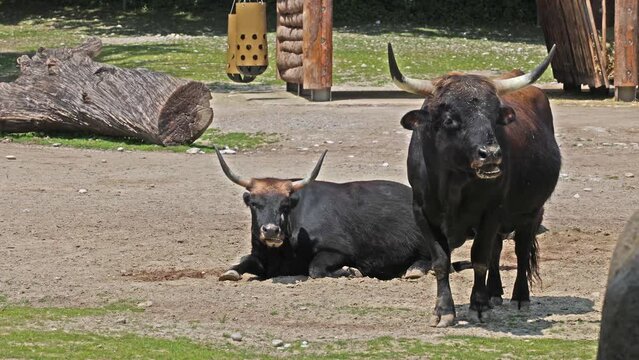Heck cattle, Bos primigenius taurus, claimed to resemble the extinct aurochs. Domestic highland cattle