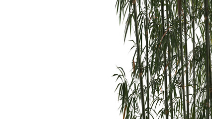 bamboo and bamboo leaves on side of frame