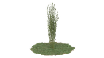 plant on grass