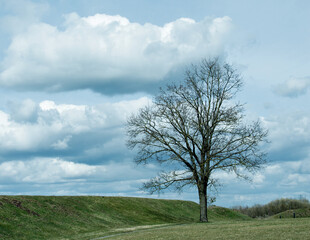 A lonely spring tree without leaves stands against a beautiful cloudy sky. Landscape