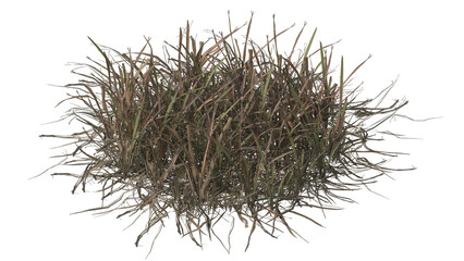 Dried Grass isolated