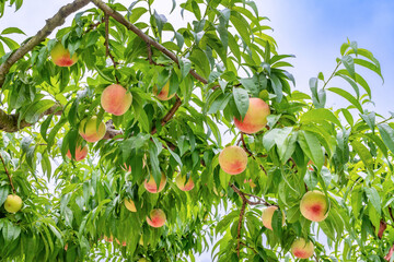 山梨県笛吹市　桃農園