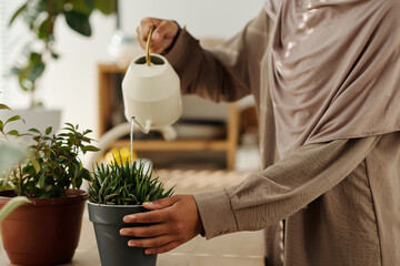 Cropped shot of young Muslim woman in beige casualwear watering green domestic plants in flowerpots...