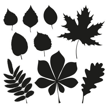 Leaves silhouettes collection. Set of black shapes leaves , leaves templates. Vector illustration foliage set on white background