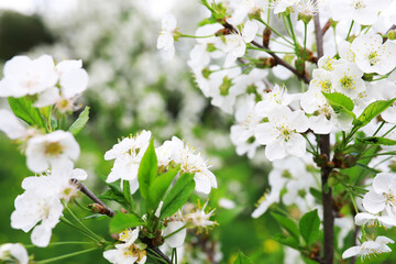 White flowers on a green bush. Spring cherry apple blossom. The white rose is blooming. - obrazy, fototapety, plakaty