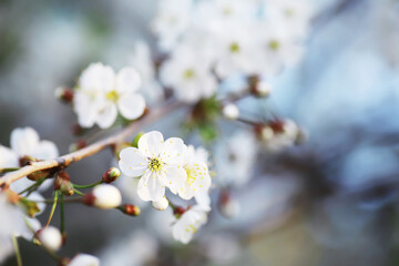 Fototapeta premium White flower on the tree. Apple and cherry blossoms. Spring flowering.
