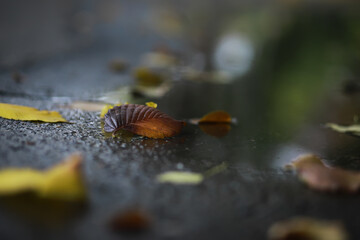 Beautiful autumn landscape with yellow trees and sun. Colorful foliage in the park. Falling leaves natural background