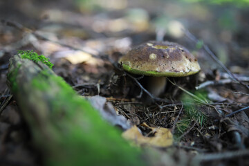 Mushroom during fall in a Forest Lane with Shallow Depth of Field
