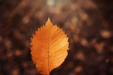 Lively closeup of falling autumn leaves with vibrant backlight from the setting sun