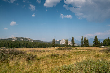 meadow in Yosemite national park