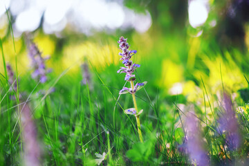 Plants and flowers macro. Detail of petals and leaves at sunset. Natural nature background.