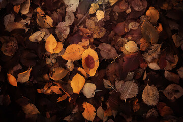 Red and Orange Autumn Leaves Background