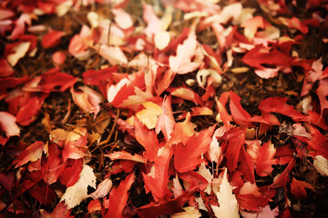 Red and Orange Autumn Leaves Background