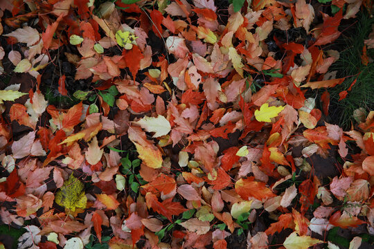Red and orange autumn leaves background. Outdoor.Colorful backround image of fallen autumn leaves perfect for seasonal use.