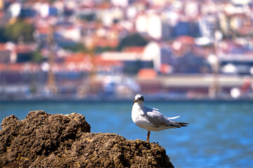 Birds on a rock