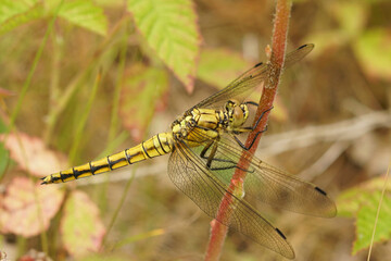 Closeup on a black tailed skimmer dragonfly, Orthetrum cancellatum hanging in the vegetation
