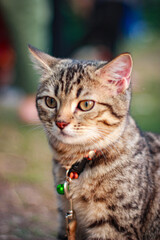 The cat is looking for its owner to go home at the sunset.