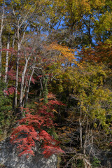 長瀞の岩畳の紅葉