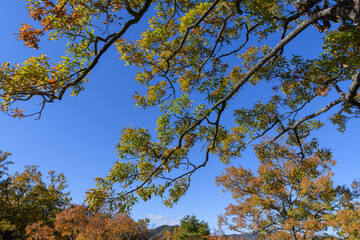 長瀞の岩畳の紅葉