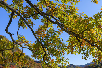 長瀞の岩畳の紅葉